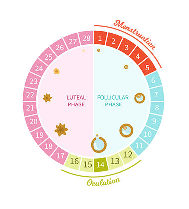 Diagram of menstrual cycle and its phases